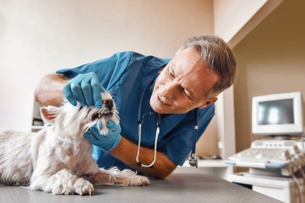 Best Emergency Dental Care for Broken or Chipped Teeth in Timpson, TX